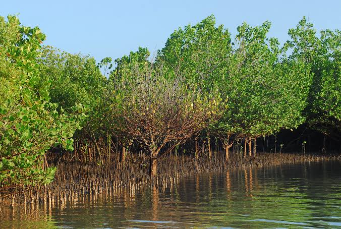 Restoring mangroves, the 'Guardians of the Coast', will make communities resilient to environmental changes - Shahidi News : Shahidi News