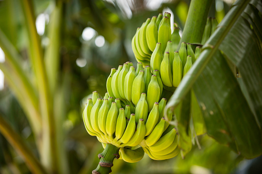 How The Newly Commissioned Banana Processing Plant Will Boost Farmer's ...